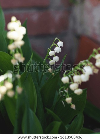Lilly of the valley fresh flowers. Image with selected focus