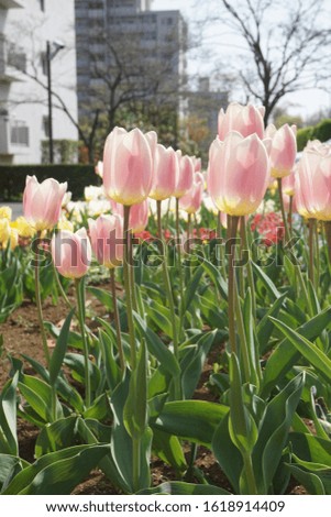 Tulips blooming in spring in Japan