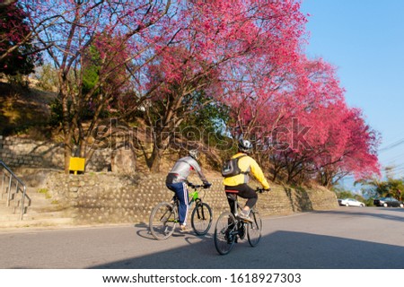 Cyclist rides uphill under a row of blooming cherry trees