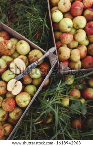 Photo of freshly picked red apples in a wooden crate on the grass on a cloudy day
