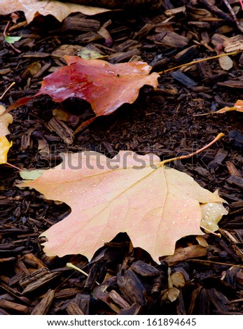 colourful maple leaves on a wooden floor