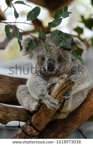 Sweet Koala Picture Australia Tree