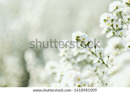 Closeup image of a beautiful Cutter flower field