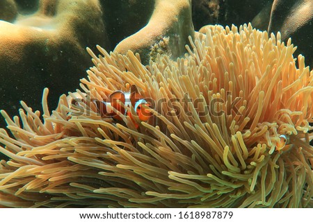 Cute Flase Clown Anemonefish live with sea anemone at the coral reef like its home