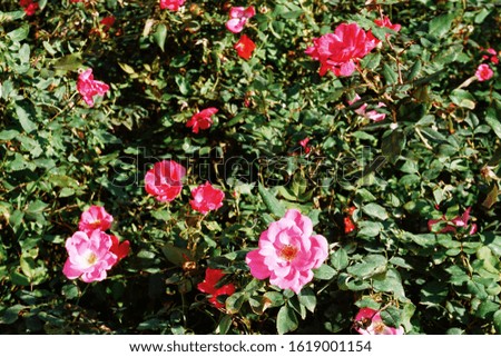 Pink and red damask roses with green leaves for background