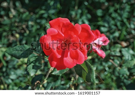 Beautiful red damask rose with unfocused green leaves