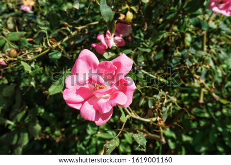Rosa damascena or damask rose with unfocused green leaves