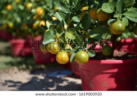 background with sweets kumquat fruit and plant in springtime. This is a symbol of vietnam lunar new year