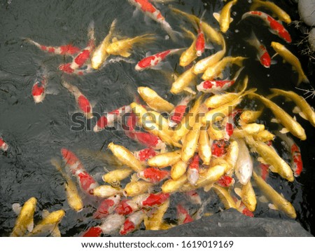 beautiful golden fishes on garden