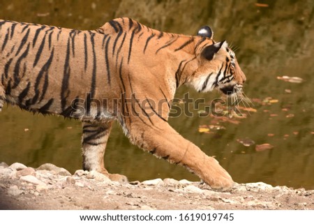 A closeup picture of female Bengal tiger walking across waterhole and looking for prey
