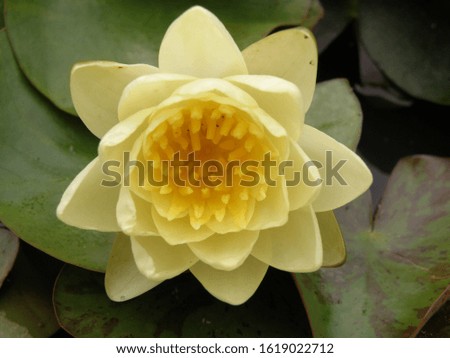 beautiful lotus on the garden