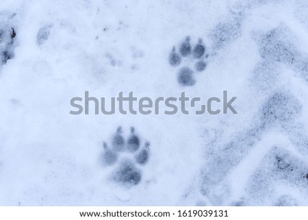 Close-up of two animal paw prints in the snow. Space for lettering or design