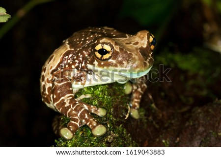 Amazon Milk Frog, phrynohyas resinifictrix, Adult  