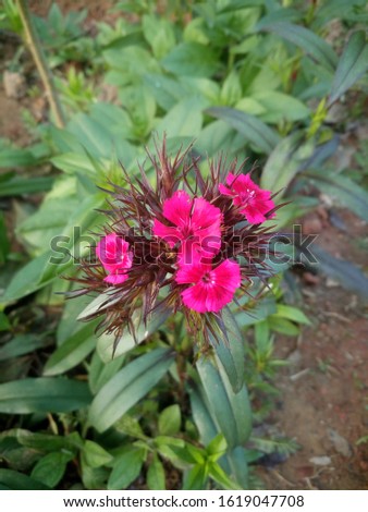 flower picture in summer at Delhi