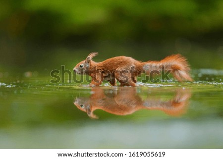 Eurasian Red squirrel walking in the water at a pond in the forest in The Netherlands