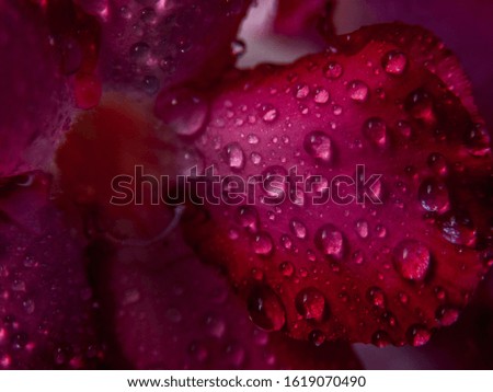 Drops of water perched on flowers
