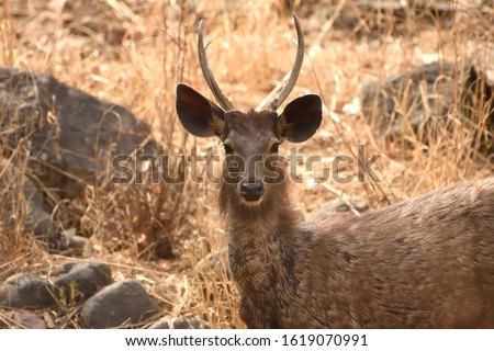 Close up picture of sambar deer from ranthambore looking towards tourist vehicles