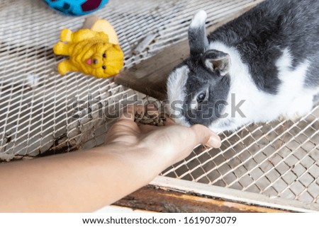 The cute rabbit on cage (to feed)