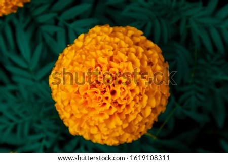 Focus on yellow flowers with green leaf background