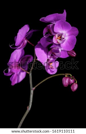 Beautiful purple orchid in bloom