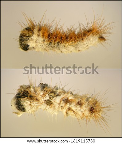 Larvae of a pine processionary moth, Thaumetopoea pityocampa (Lepidoptera: Thaumetopoeidae) infected and killed by entomopathogenic fungus. Microbial Control of Insects 