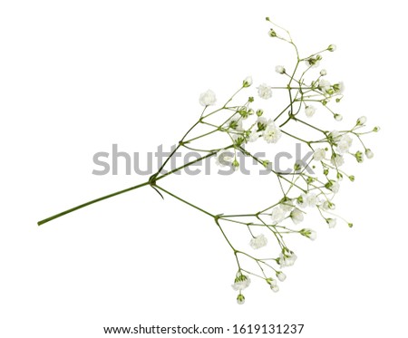 Closeup of small white gypsophila flowers isolated on white Royalty-Free Stock Photo #1619131237