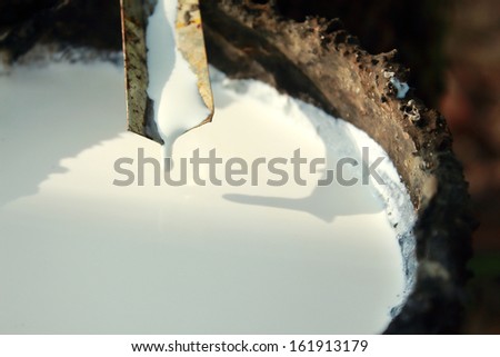 Rubber Latex of rubber trees Royalty-Free Stock Photo #161913179
