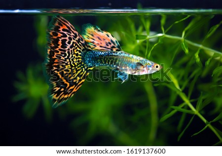 Multi color Poecilia reticulata,on nature background with clipping path,platinum guppy fish