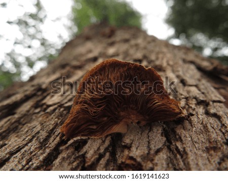 fungi on the pine tree