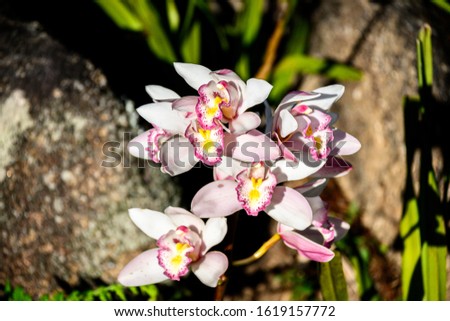 Beauty Wild Orchid Winter Rise from the Rock
