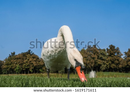 swan walks in a meadow in summer against the sky