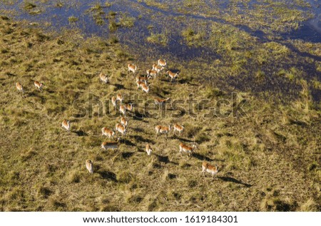 Red Lechwe (Kobus leche leche) herd at the edge of a freshwater marsh, aerial view, Okavango Delta, Botswana