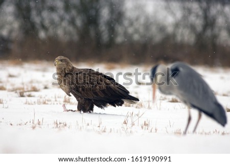 White-tailed Eagle-The White-tailed Eagle (Haliaeetus albicilla) — also called the Sea Eagle, Erne (sometimes Ern), and White-tailed Sea-eagle