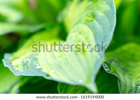 The leaf hosts the variety with drops of water.