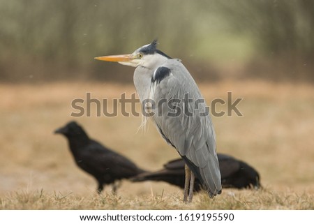 Grey Heron-The Grey Heron (Ardea cinerea), is a wading bird of the heron family Ardeidae, native throughout temperate Europe and Asia and also parts of Africa.
