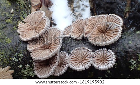 Closeup of beautiful Split Gill Mushrooms on branch showing underside