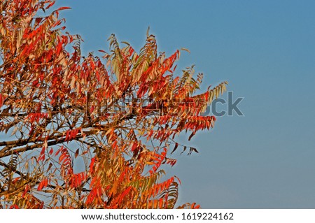 autumn trees on a background of green grass on the river bank against a blue sky