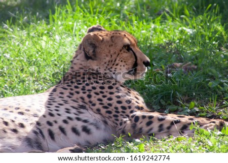 
Cheetah lies on the grass in the zoo. Beautiful cheetah lies on a background of green grass.