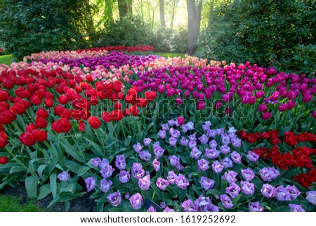 Beautiful colorful landscape of flower field in spring. Tulip garden in Keukenhof, Netherlands. 
