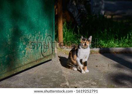 the cat in the yard sits and looks
