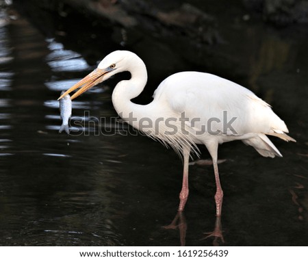 Great White Egret image standing in the water with a fish in its beak and displaying beautiful white feathers with a bokeh background in its environment and surrounding.