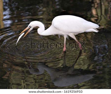 Great White Egret image standing in the water catching a fish and displaying beautiful white feathers with a bokeh background in its environment and surrounding.