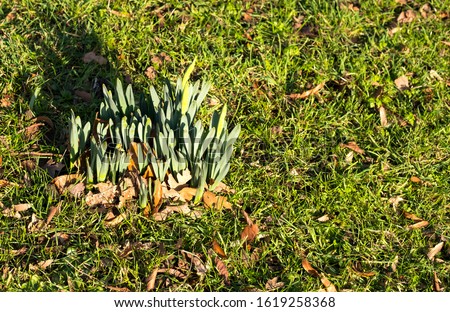 Daffodil bulbs emerging in spring