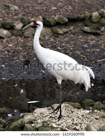 Whooping Crane image in its environment and surrounding.