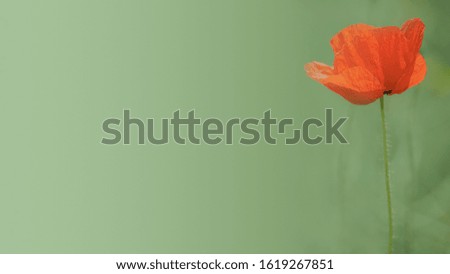 Banner with red field of poppies and beautiful nature with copy space, closeup, details