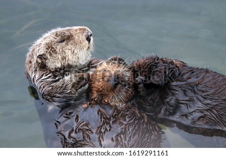 Endangered sea otter (Enhydra lutris) mother holding baby pup