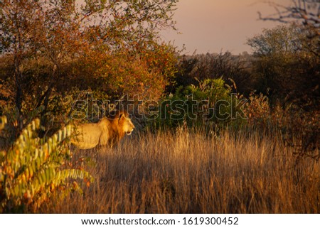 Lion in South Africa at Sunset in Kruger National Park