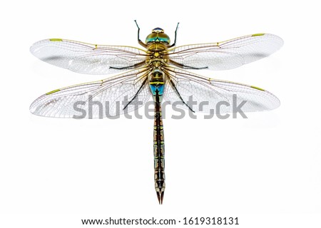 Macro shots, showing of eyes dragonfly and wings detail. Beautiful dragonfly in the nature habitat. Royalty-Free Stock Photo #1619318131