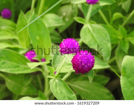 Purple flowers Looks bright and very natural Royalty-Free Stock Photo #1619327209