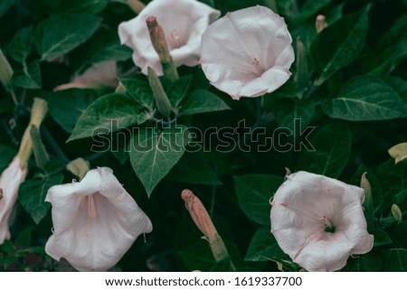 Datura white flower stock photo